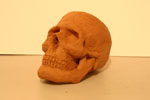 Sculpture of a human skull. Made with kiln-fired ceramic clay. Aproximately life size.